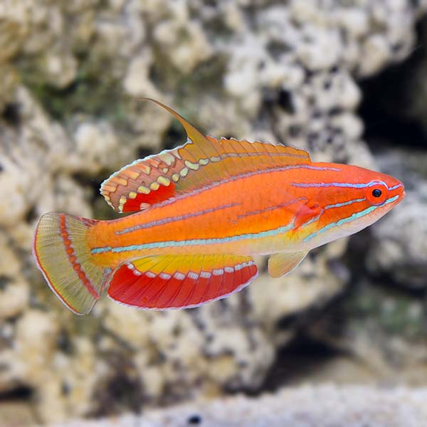 McCosker's Flasher Wrasse